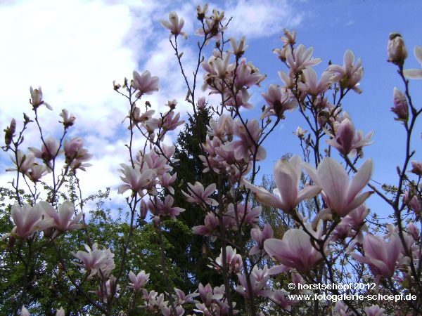 Magnolienblueten (1)